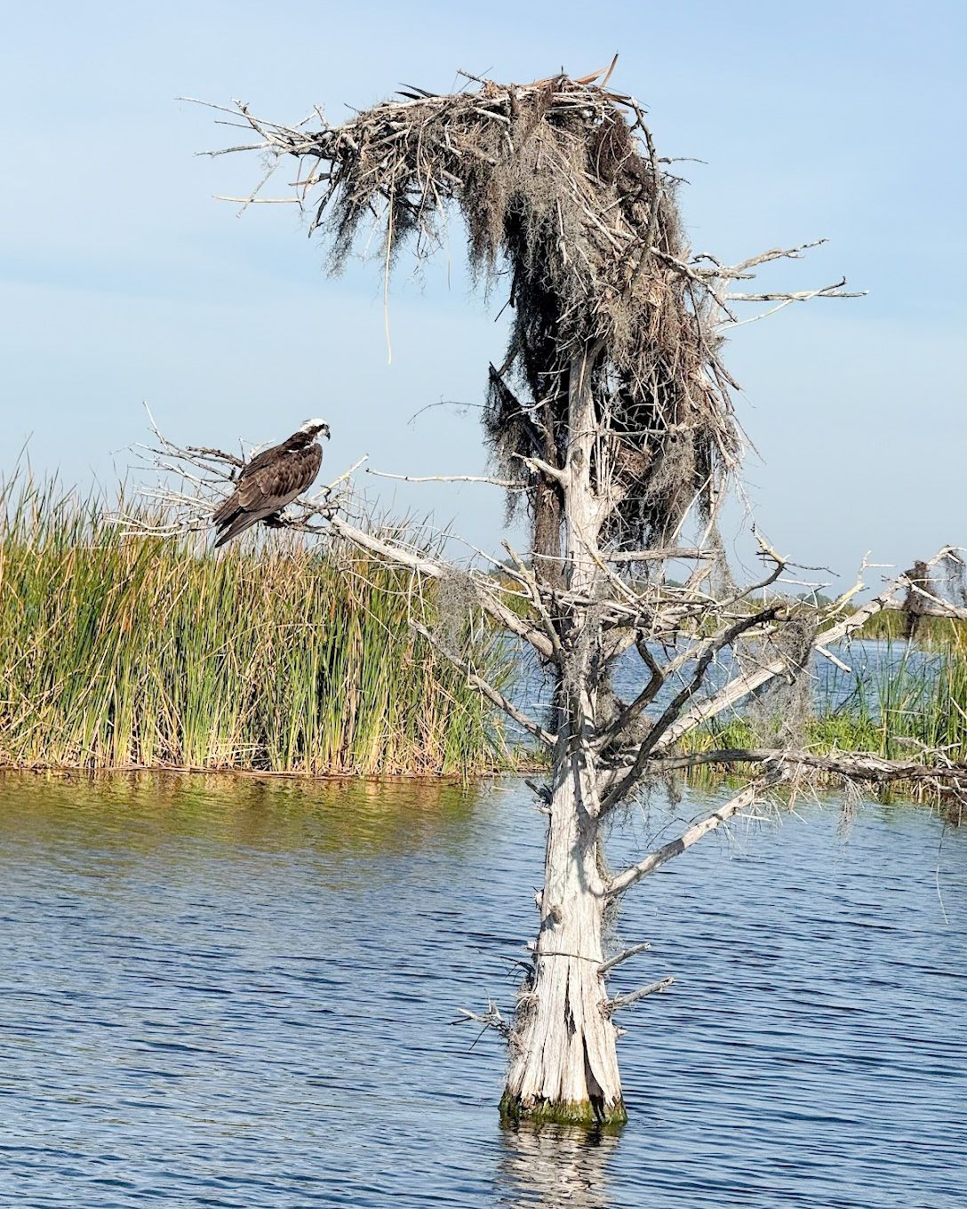 Florida Airboat Excursions, tours, Vero Beach, Florida, Lake Garcia, family friendly, all ages, bird watching