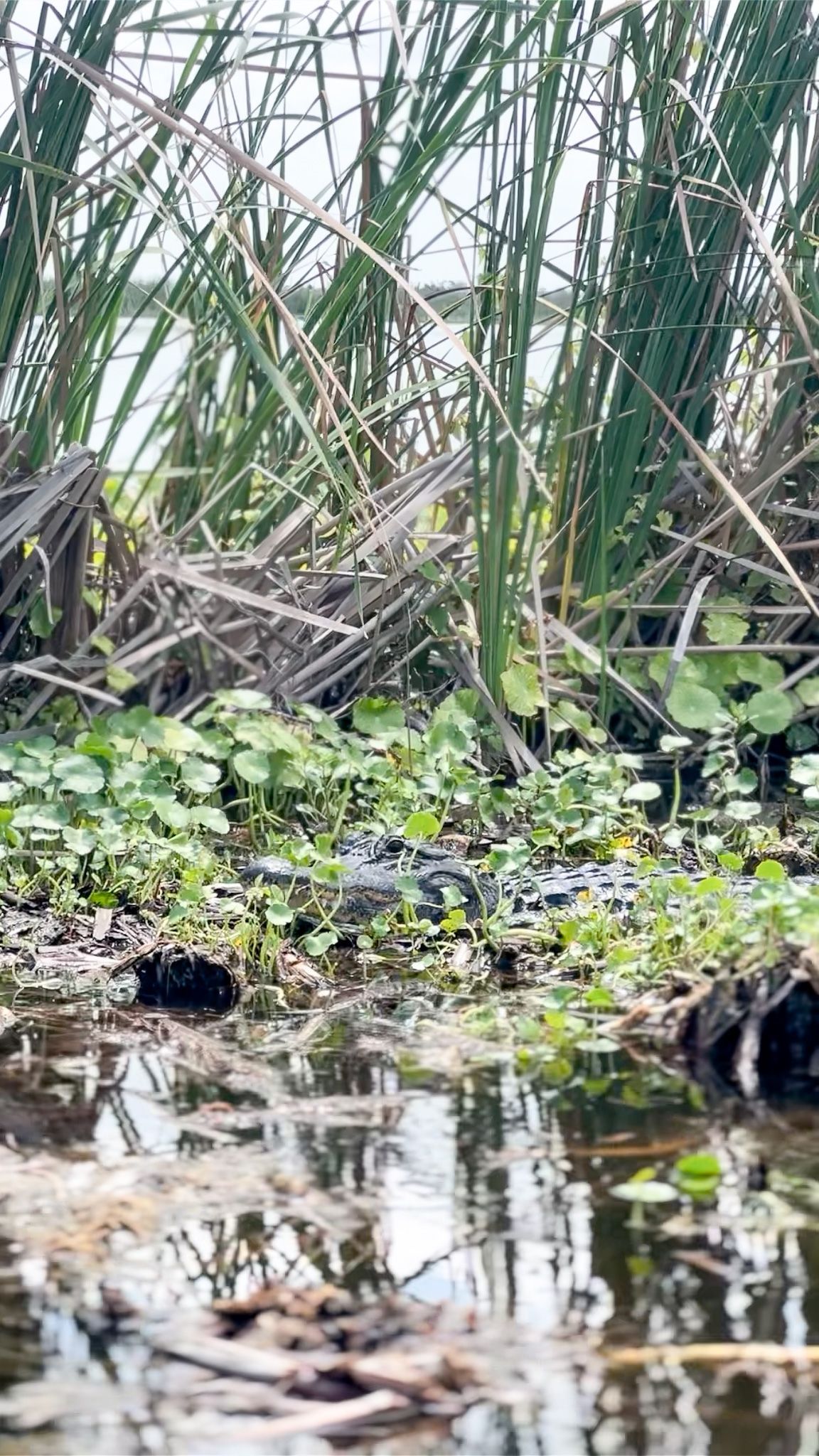 Florida Airboat Excursions, tours, Vero Beach, Florida, Lake Garcia, family friendly, all ages, bird watching