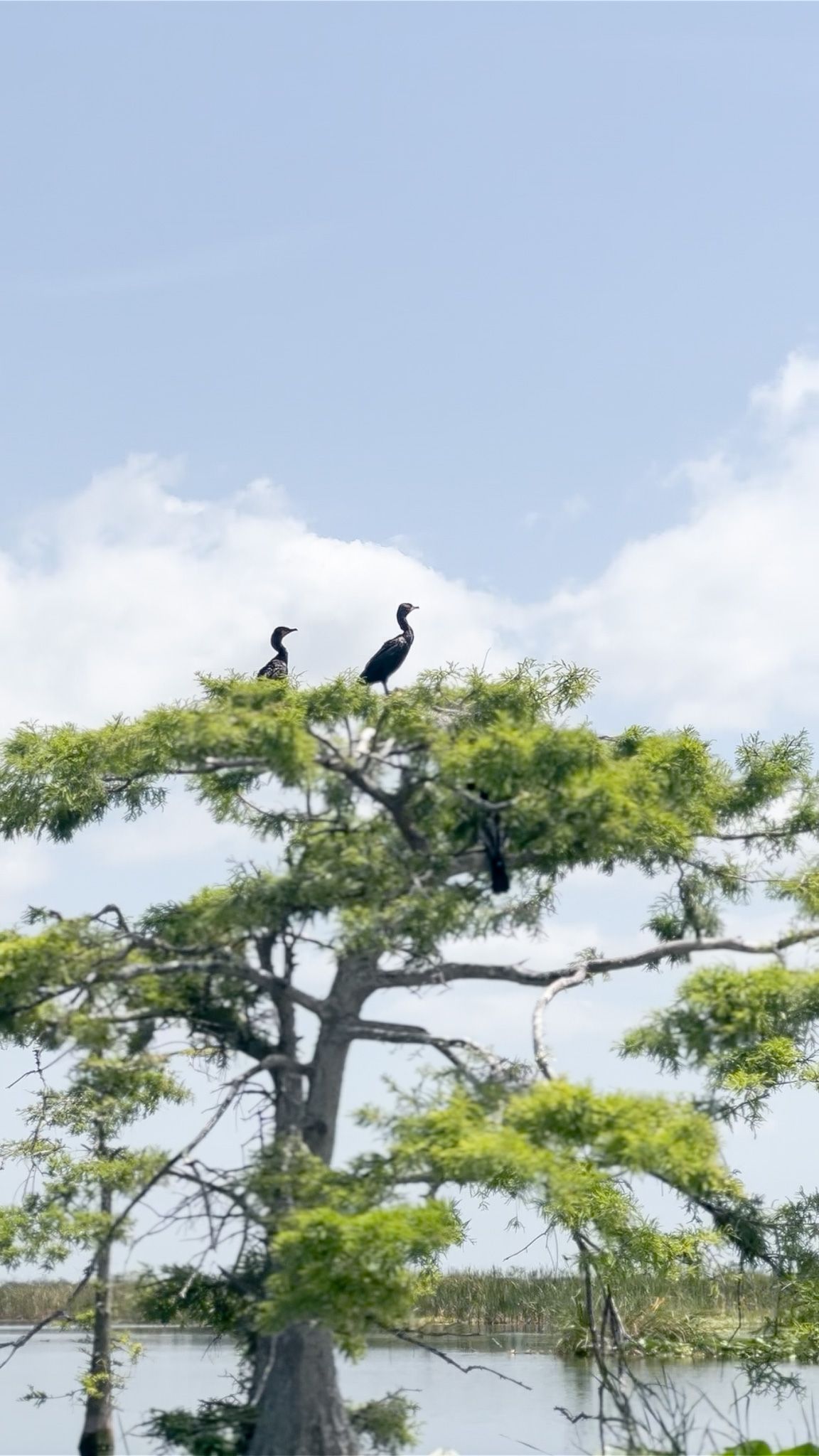 Florida Airboat Excursions, tours, Vero Beach, Florida, Lake Garcia, family friendly, all ages, bird watching