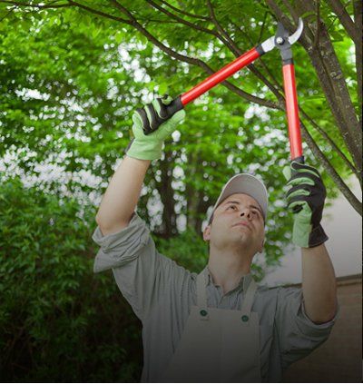 A man is cutting a tree with a pair of scissors.