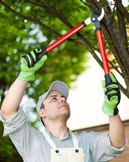 A man is cutting a tree with a pair of scissors.