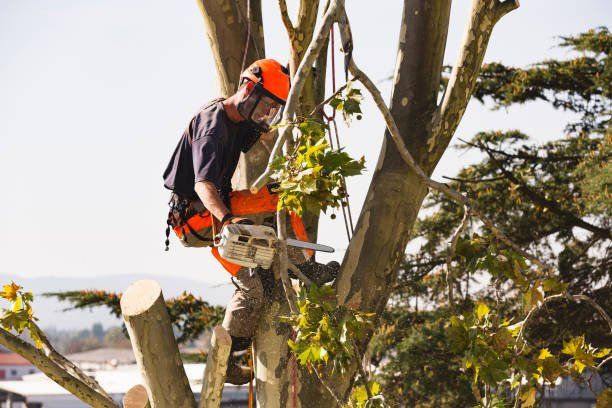 A man is cutting a tree with a chainsaw.