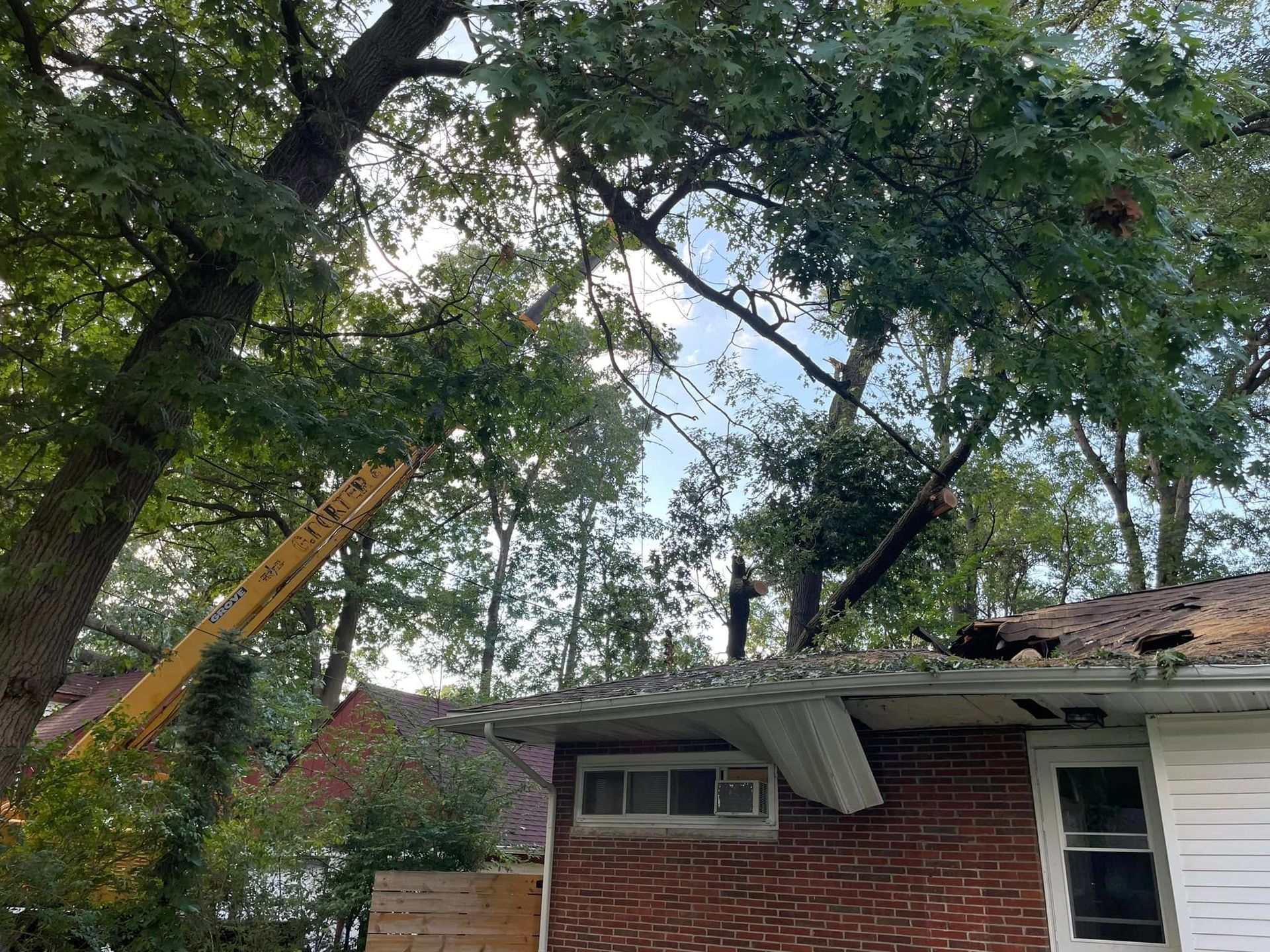 Tree Trimming Lansing Michigan