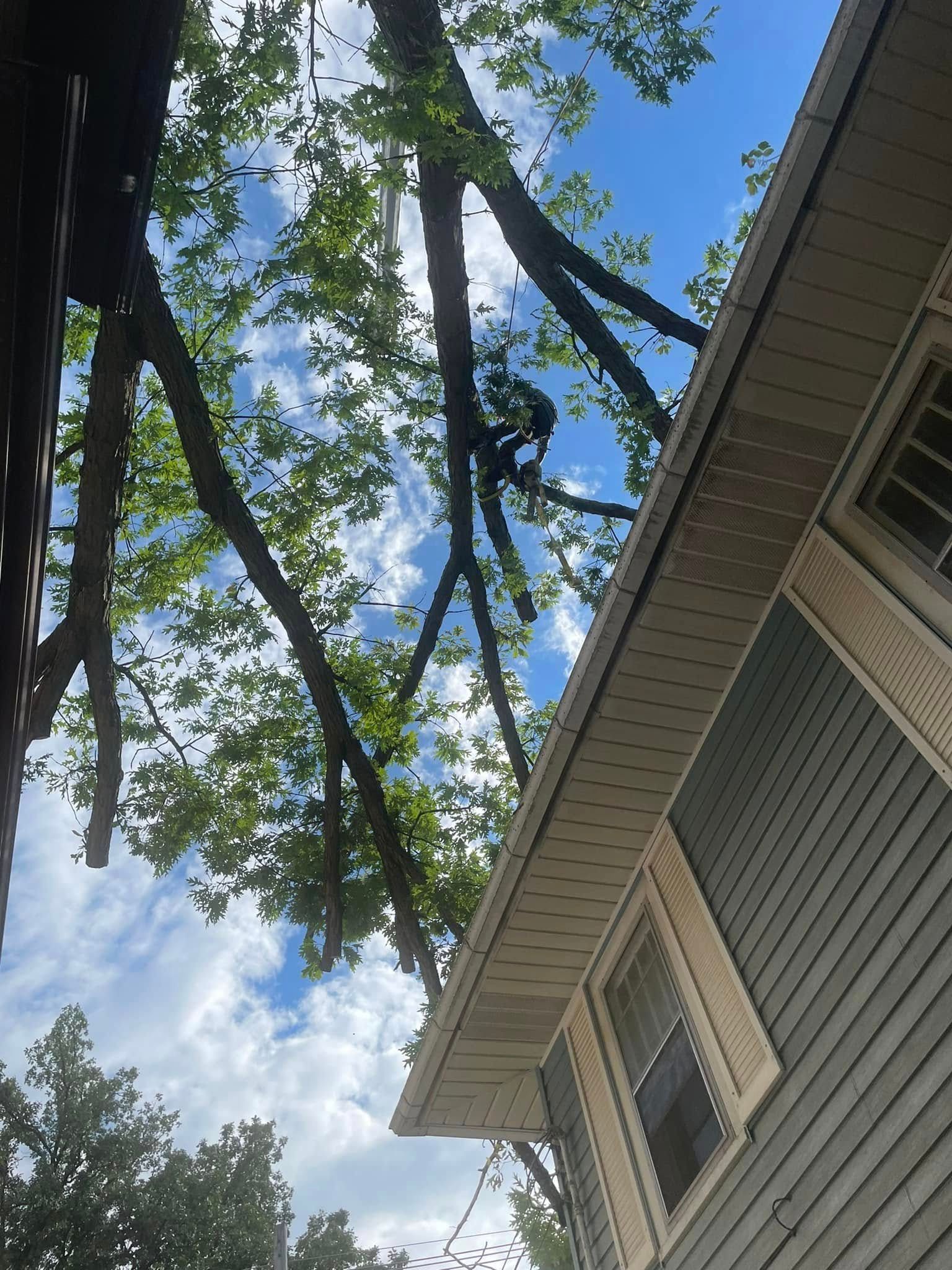 Lansing Michigan Tree Removal