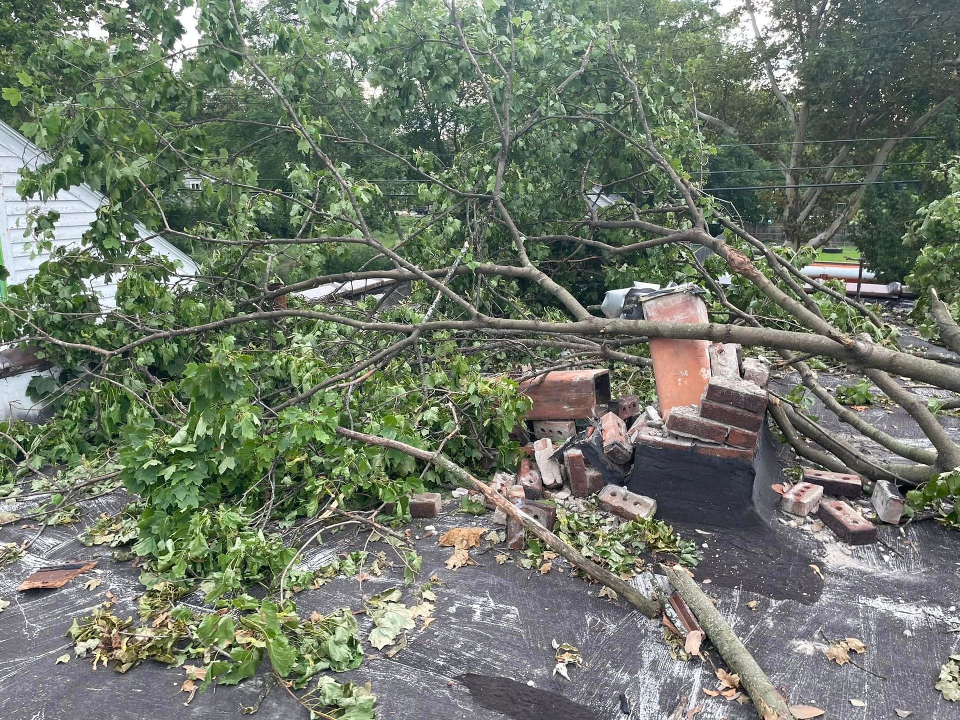 Lansing Michigan Tree Removal