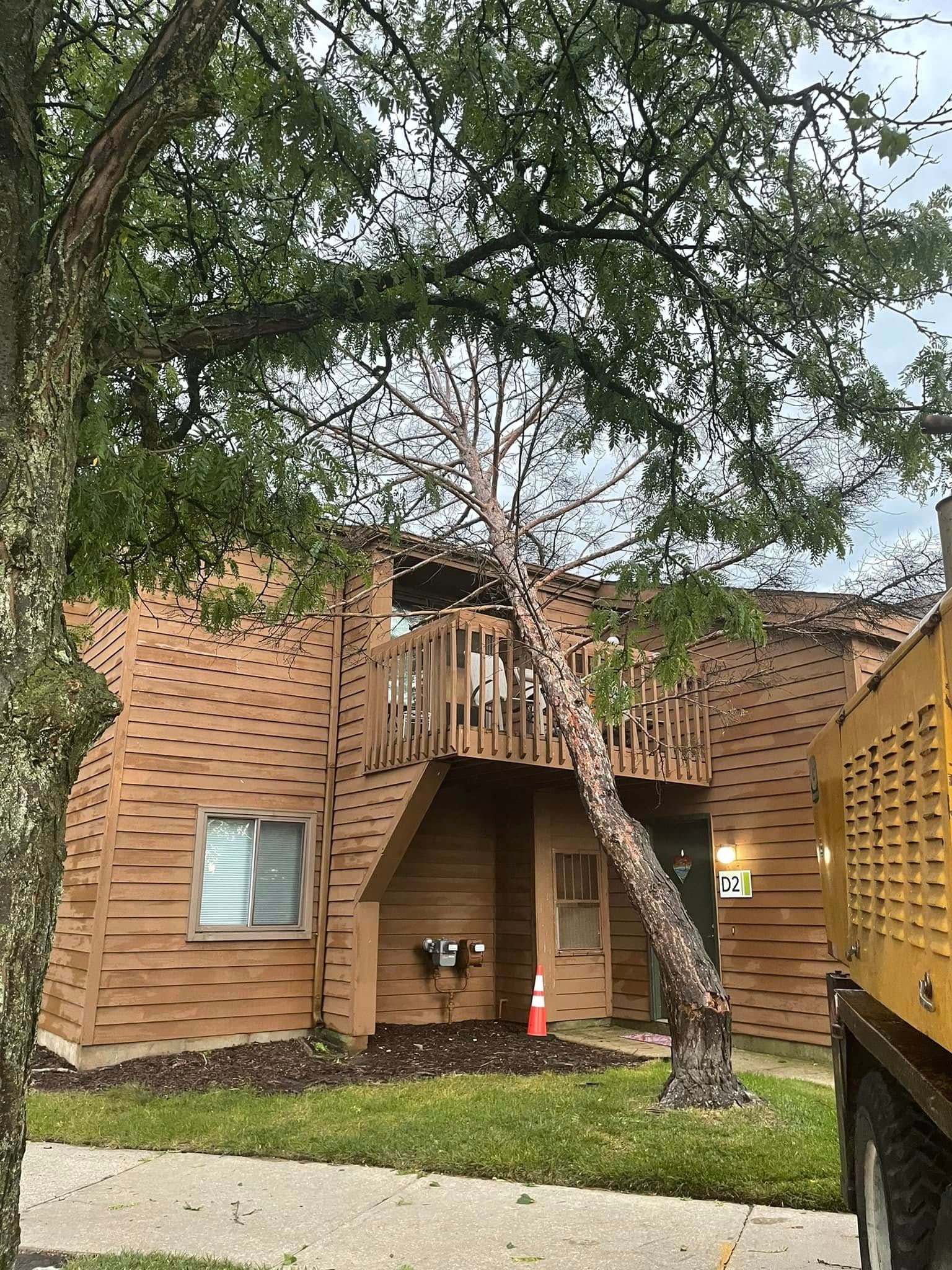 Lansing Michigan Tree Felling