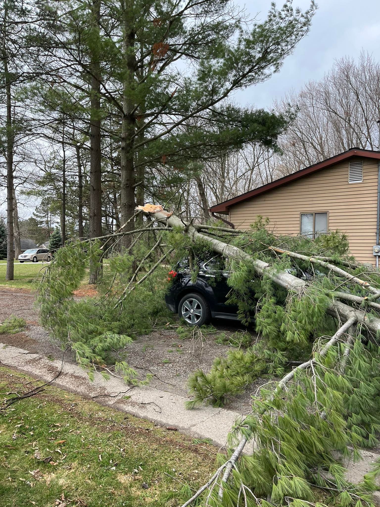 Emergency Tree Service Lansing Michigan