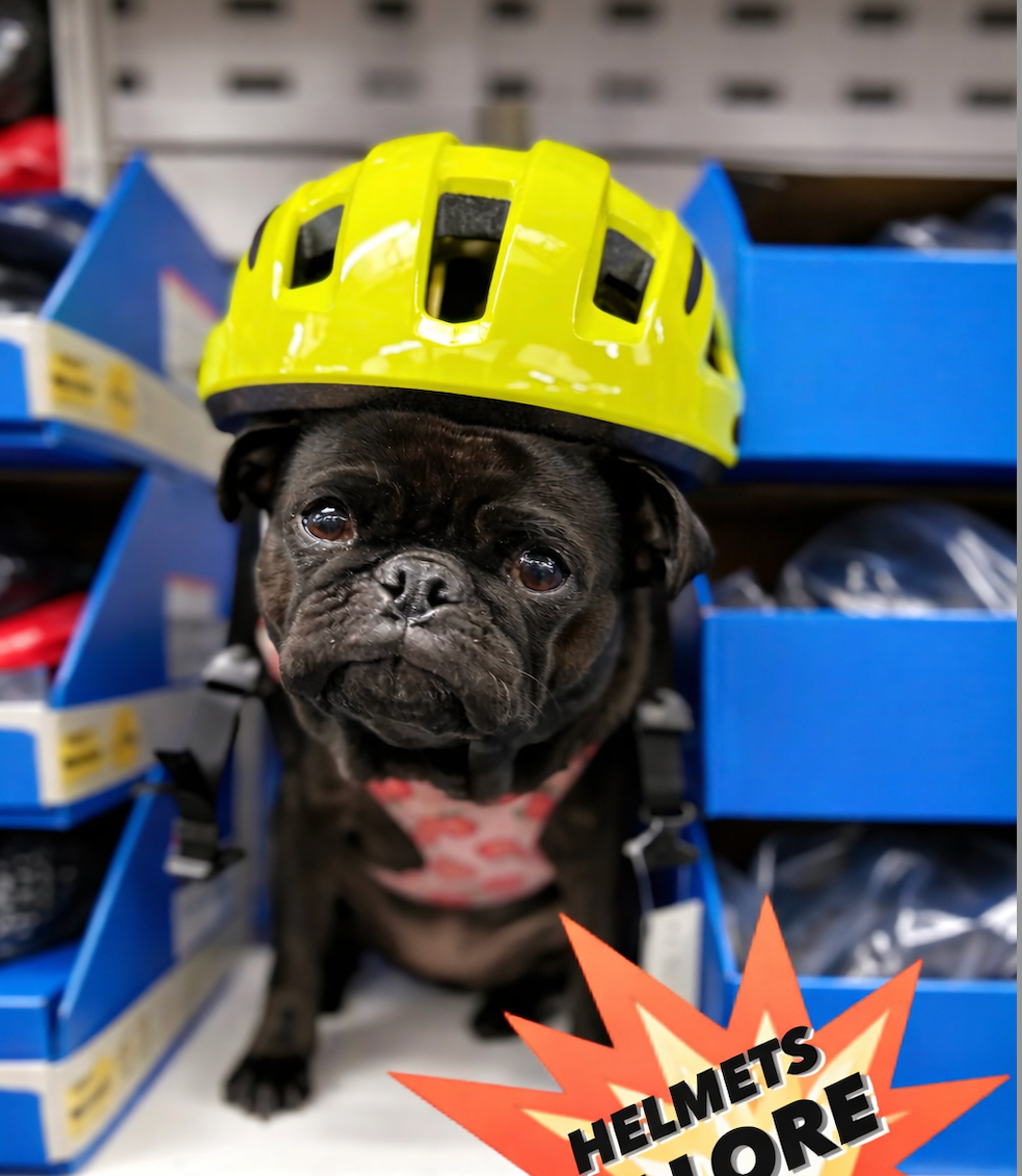 Black pug dog wearing a bright yellow helmet sits in front of blue display boxes, with text 