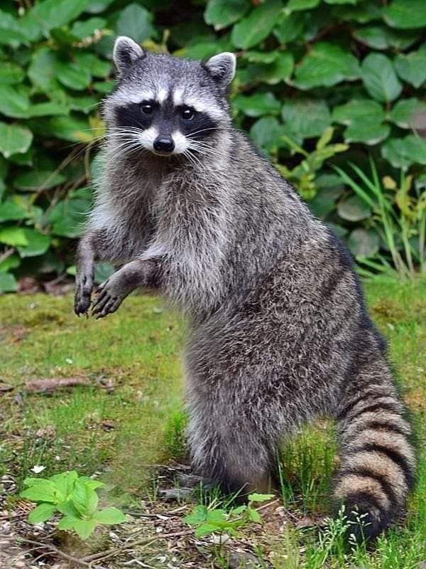 A raccoon stands upright on a grassy lawn with green foliage in the background, facing the camera.