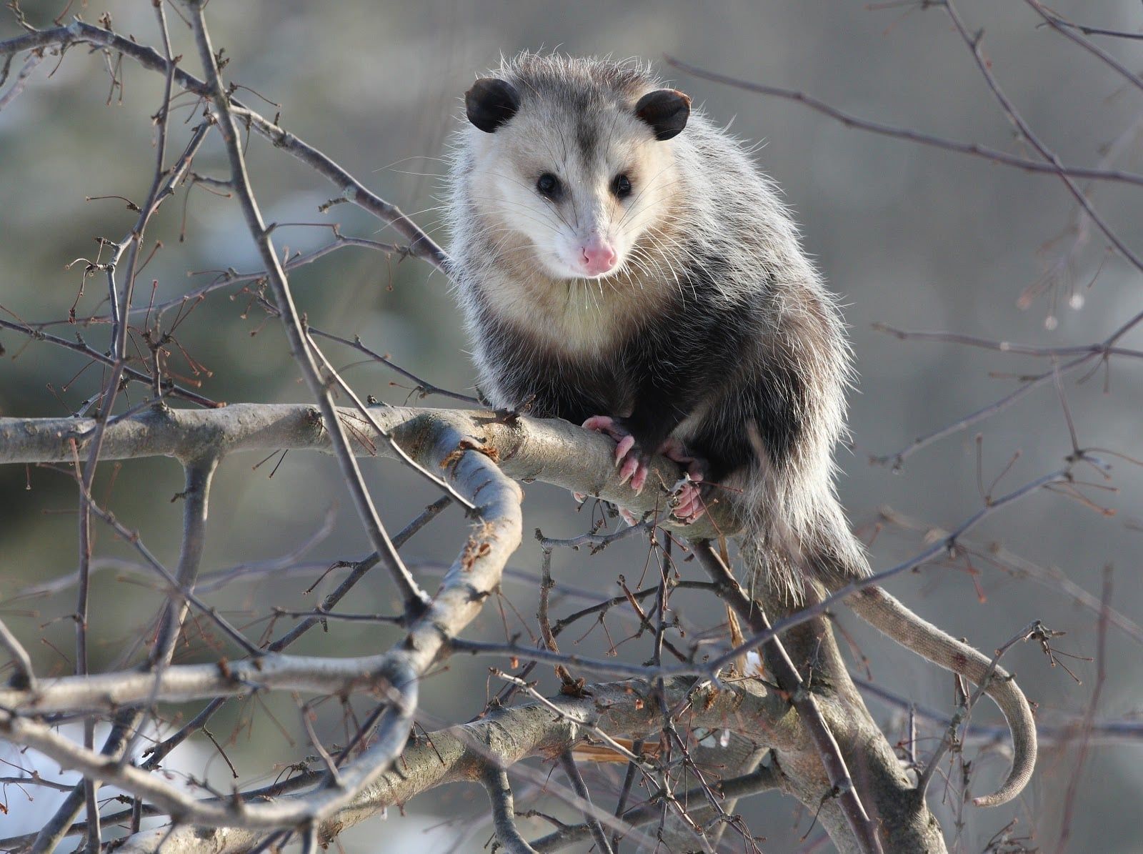 A Virginia opossum with white and gray fur perched on a bare, frost-covered tree branch in winter.