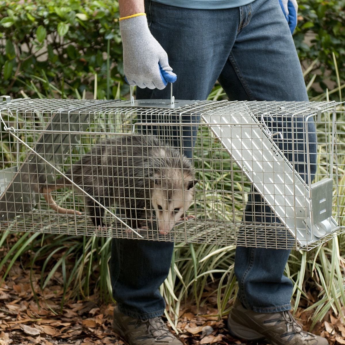 A person wearing gloves carries a wire mesh trap containing a opossum through a yard.