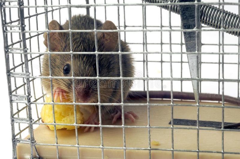 A brown mouse sits inside a wire cage trap, eating a small piece of yellow food on a light-colored wooden base.