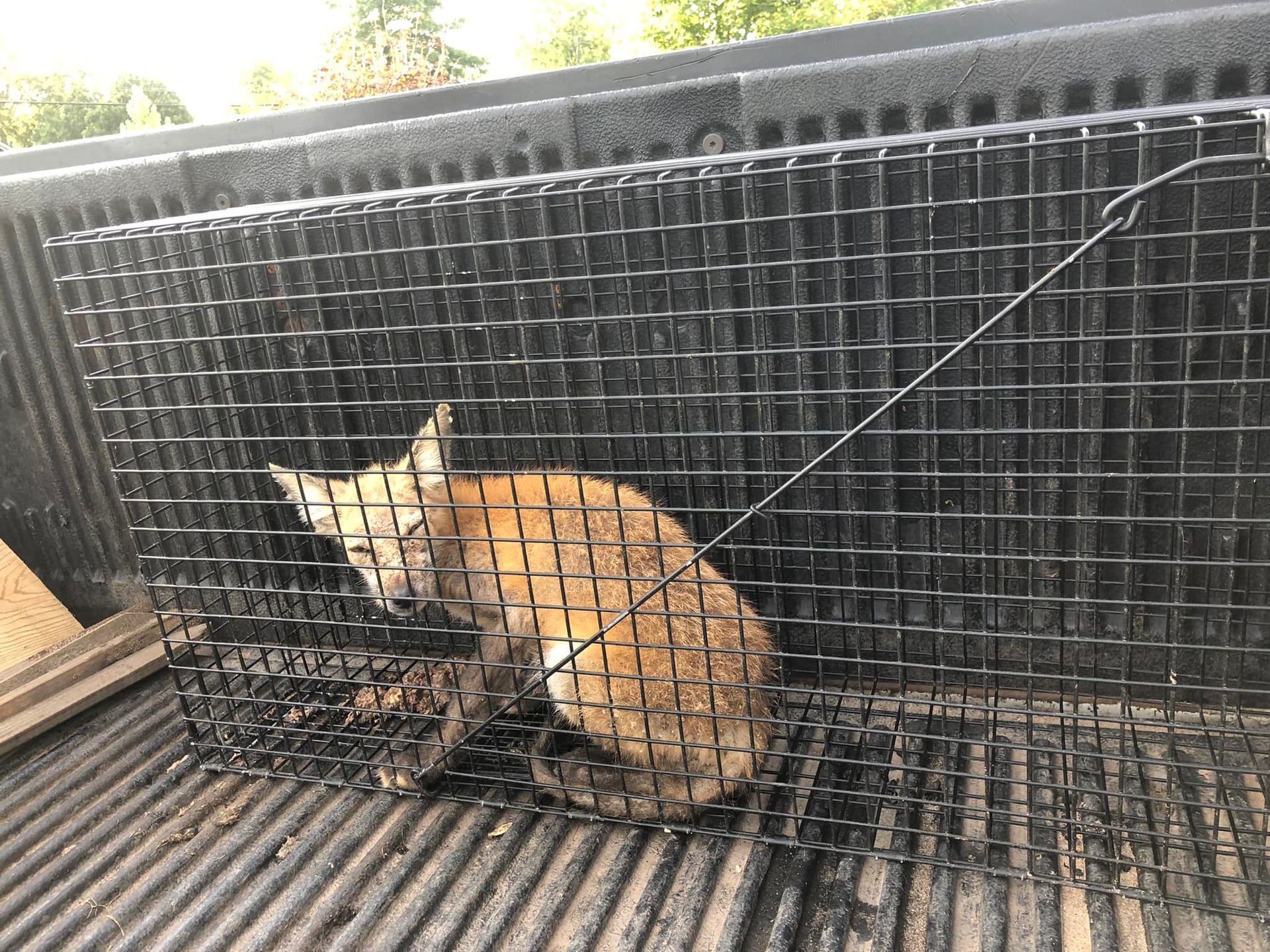 A red fox is curled up inside a black wire cage resting in the bed of a pickup truck.