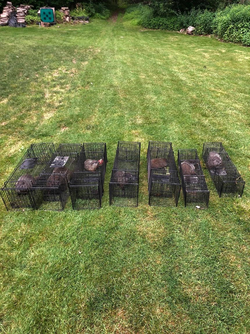 A row of eight rectangular black wire animal traps arranged on a green grassy lawn.