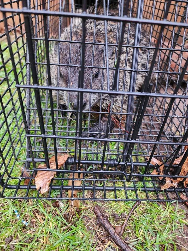 A groundhog sits inside a metal wire cage trap placed on green grass with scattered leaves.