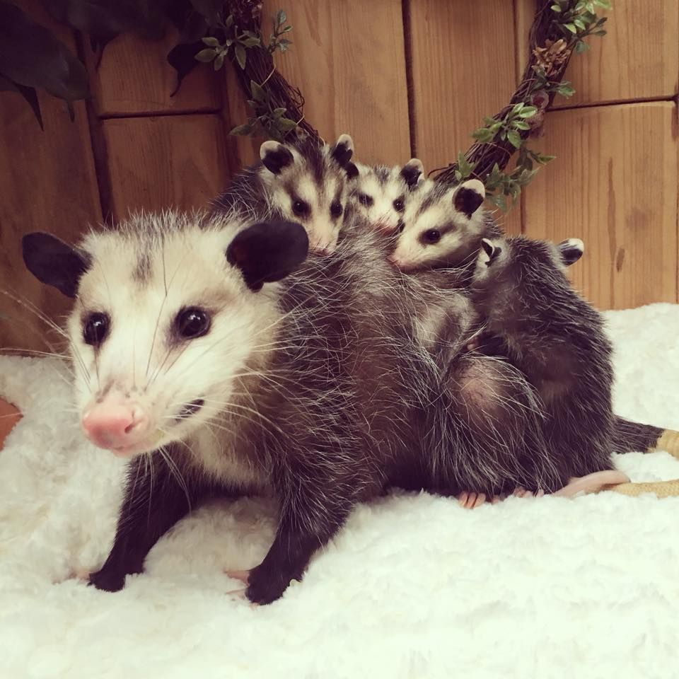 A mother opossum stands on white fabric with four small joeys climbing on her back against a wooden wall.