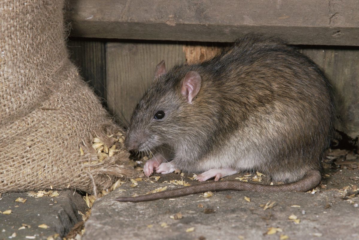 A brown rat sits on a stone surface near a burlap sack, eating small grains of food.