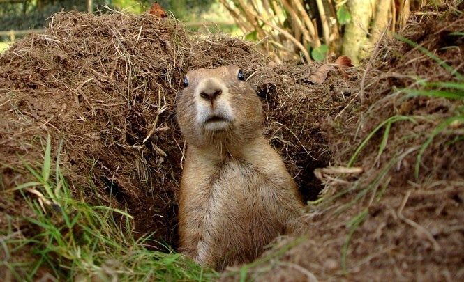 A brown prairie dog with a startled expression peeking out from the entrance of its dirt burrow.