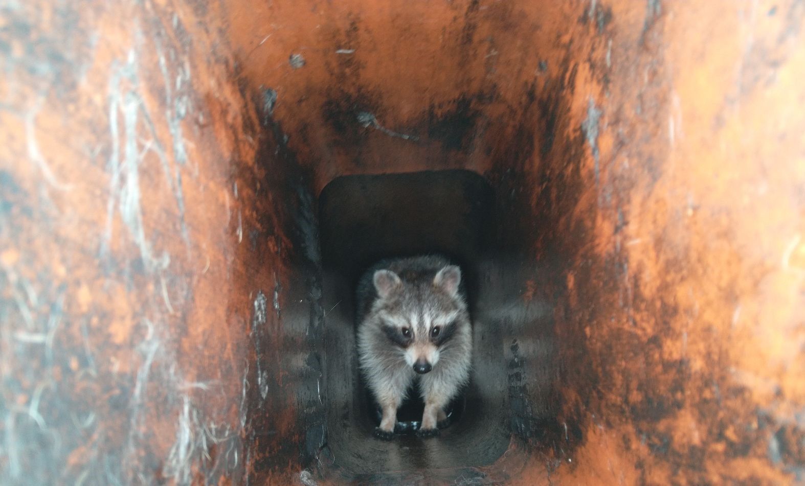 A raccoon stands inside a rusted, rectangular metal pipe, looking directly up at the camera.