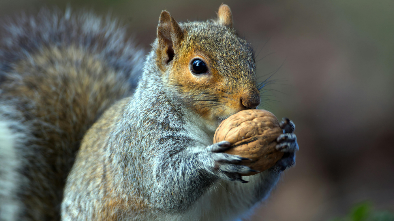A close-up of a grey squirrel holding and eating a whole walnut with both paws against a blurred background.