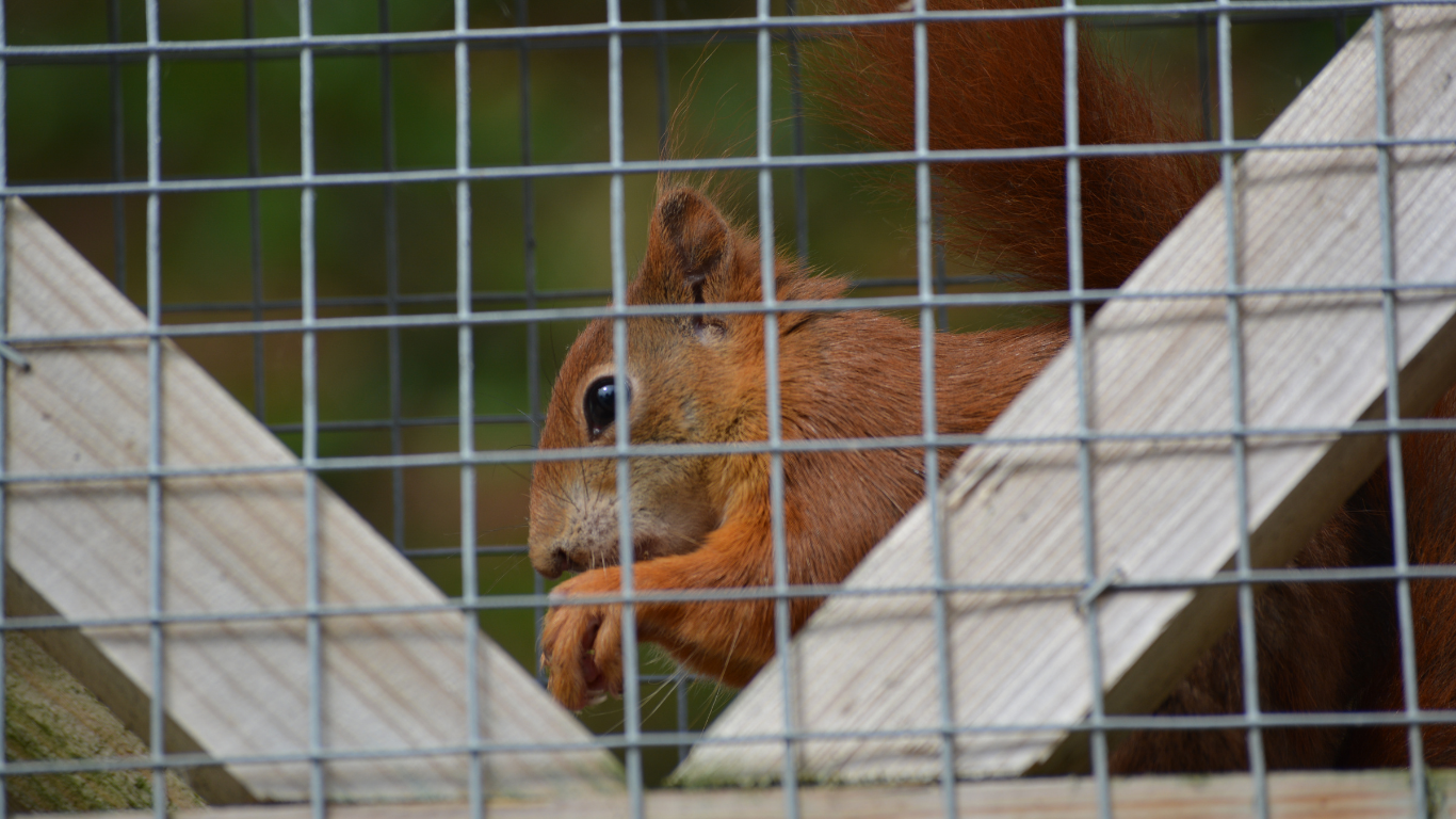 A red squirrel sits behind a wire cage, holding a small object in its paws.