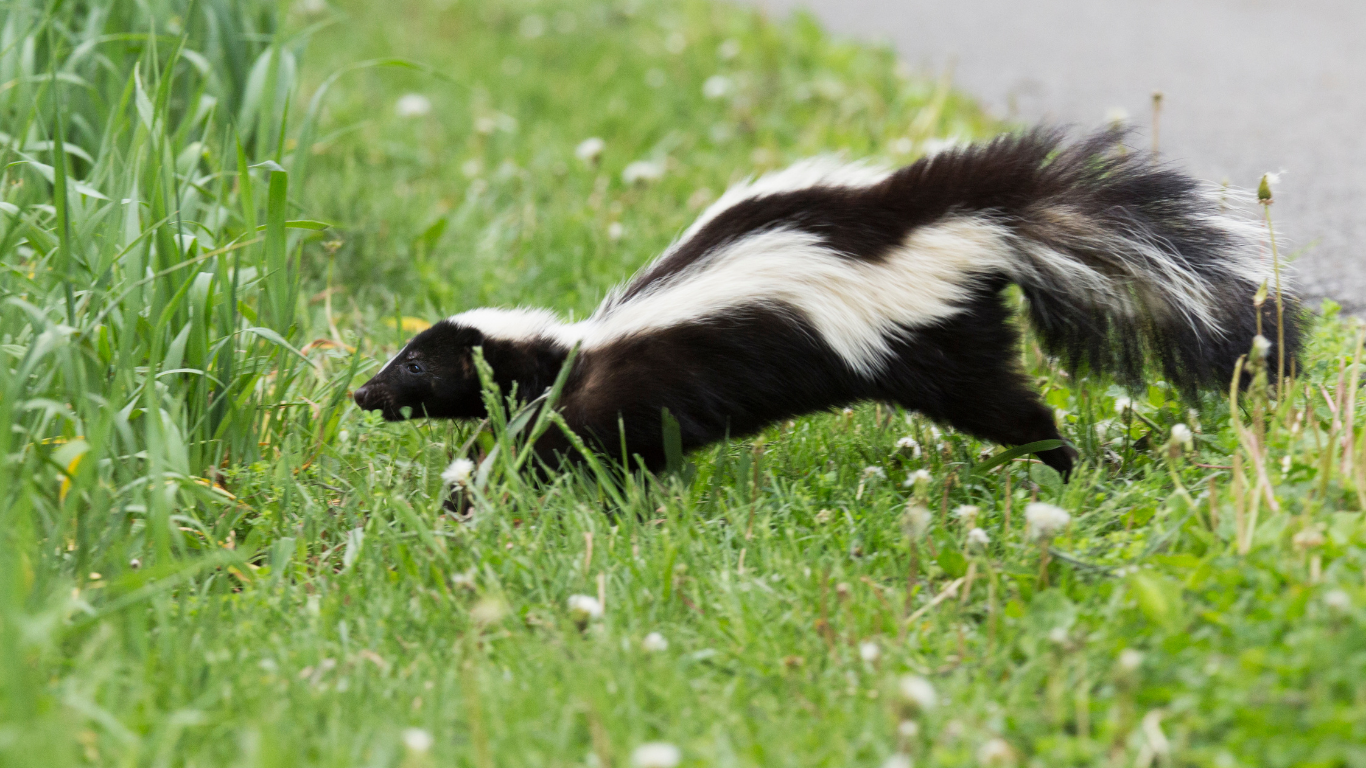 A black-and-white skunk walks through green grass next to a paved path.