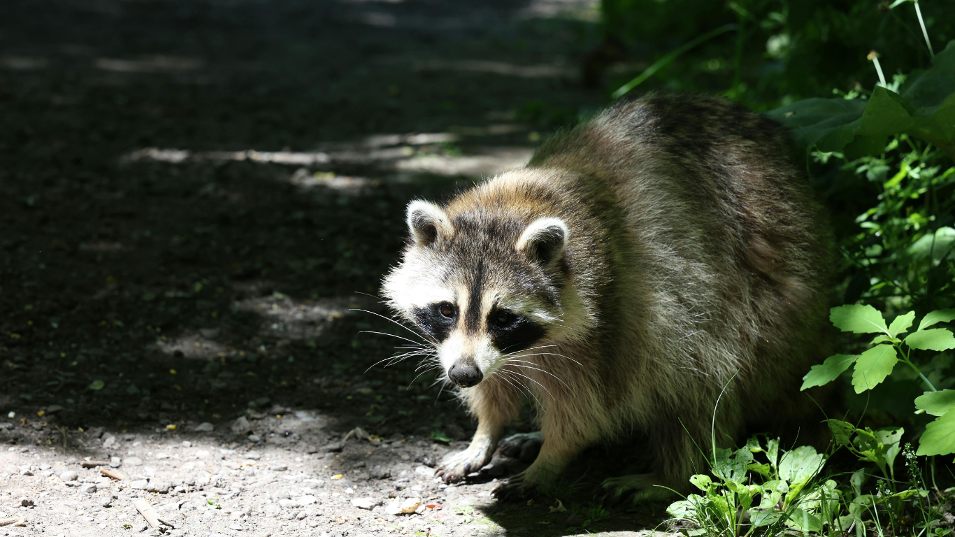 A raccoon stands on a dirt path in a wooded area, looking towards the camera.