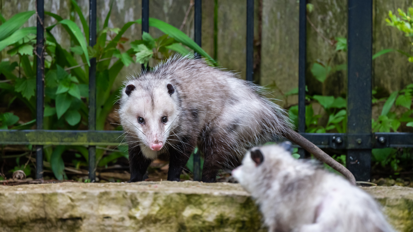Two Virginia opossums in a garden with a metal fence in the background.