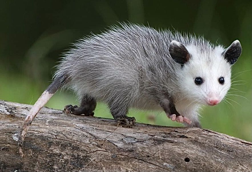 A small opossum with grey fur and a white face walks along a fallen log against a blurred green background.