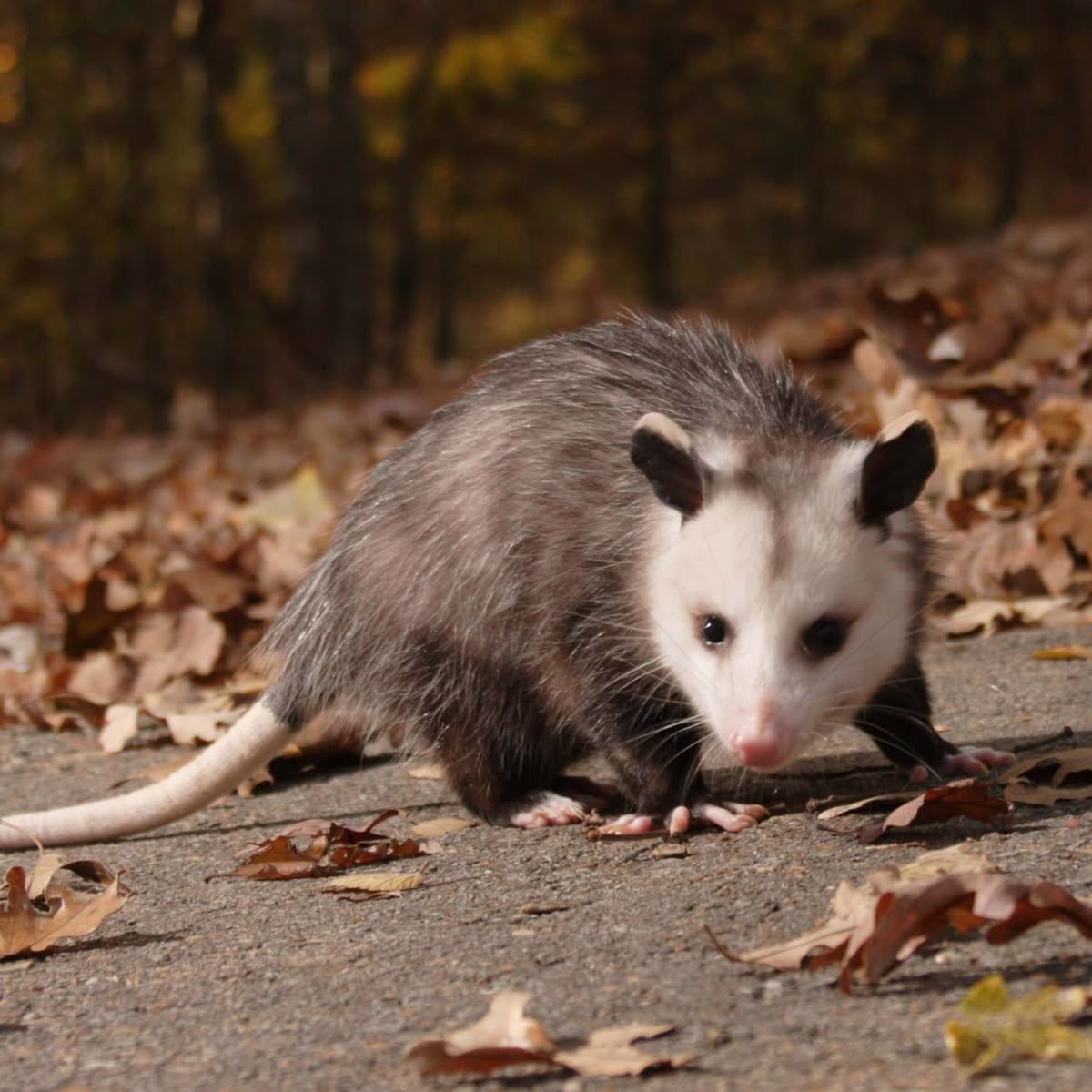 A Virginia opossum with coarse, grey fur and a white face stands on a paved path covered in fallen autumn leaves.