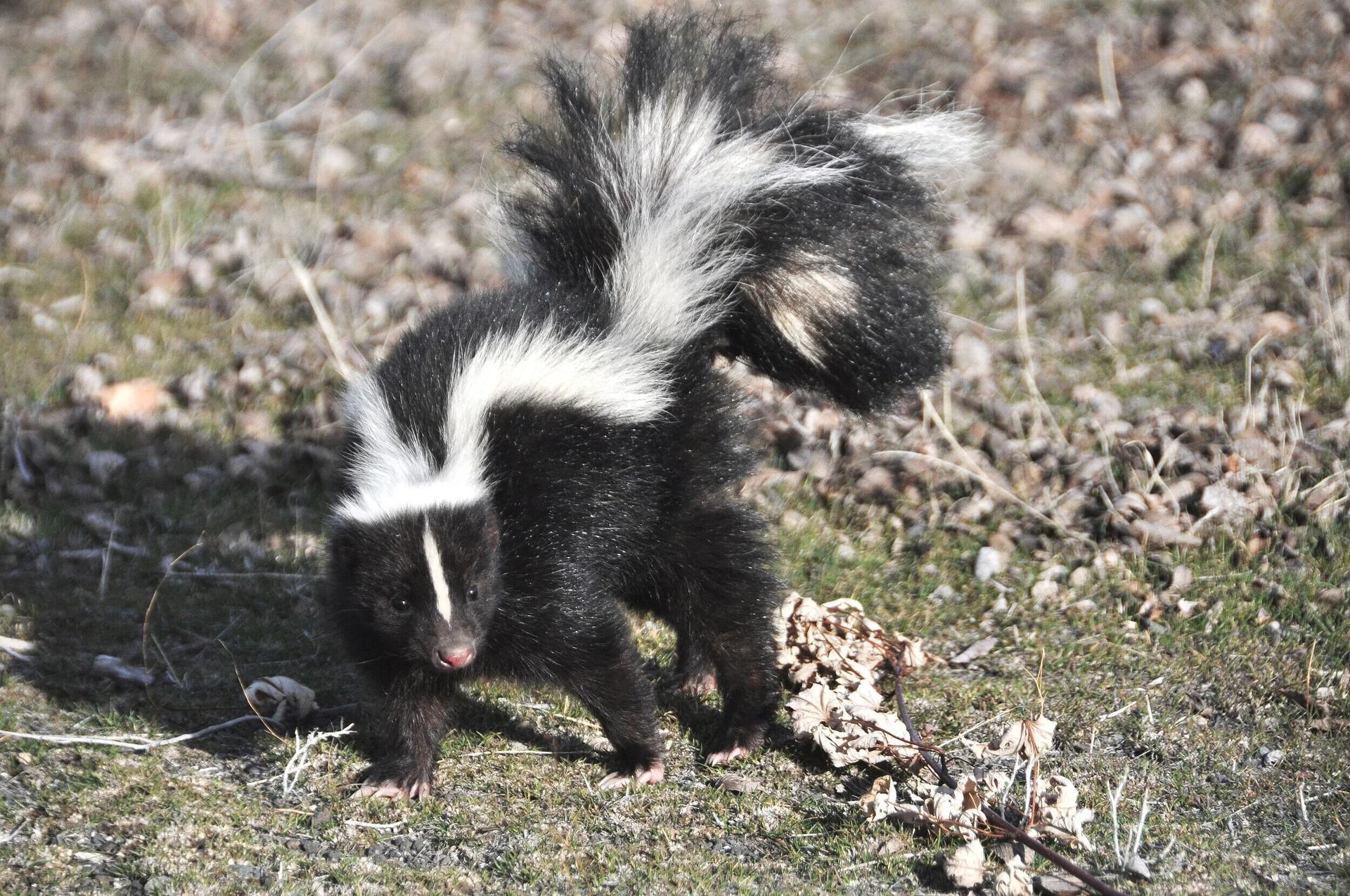 A black and white skunk stands in a grassy field with its fluffy, striped tail raised high.