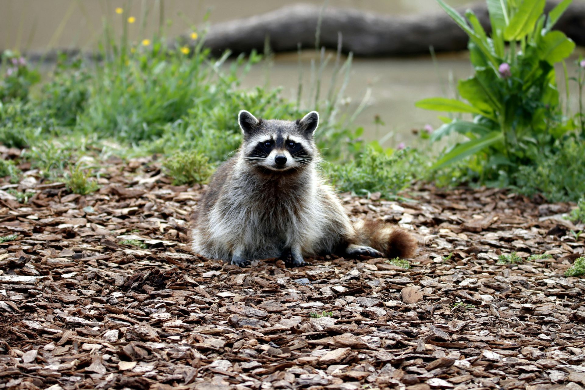 A raccoon with its signature black eye mask sits on a bed of wood chips near a grassy bank and water.