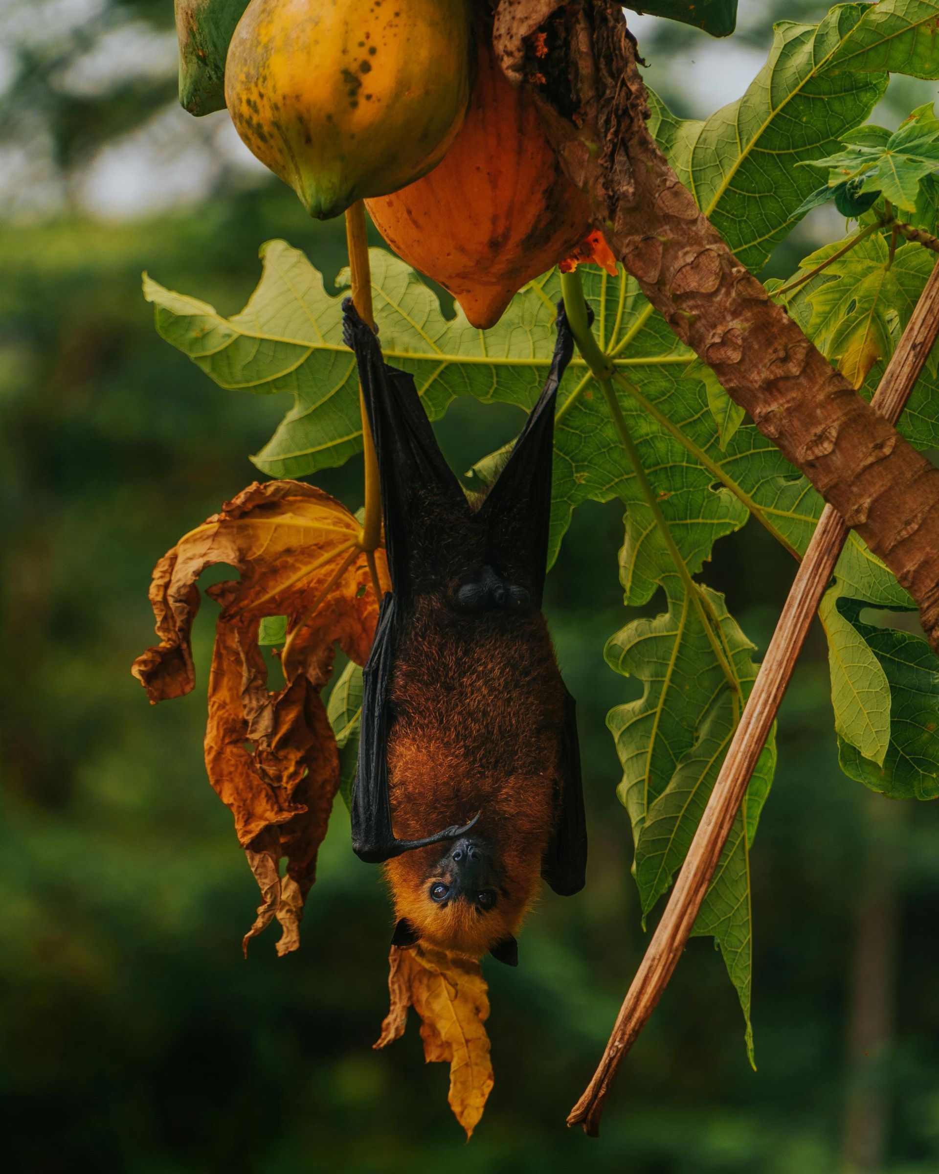 A fruit bat with dark fur and an orange underside hangs upside down from a papaya tree branch near ripe fruit.