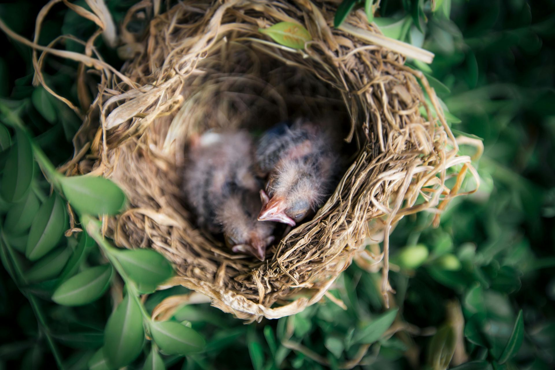Two tiny, downy chicks huddle together inside a woven, straw-colored bird's nest surrounded by green leaves.