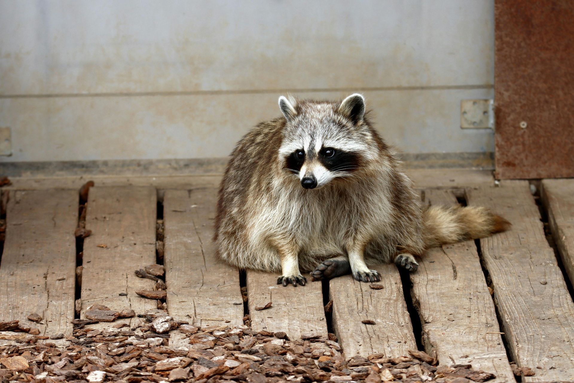A raccoon sits on wooden slats, looking towards the right in front of a pale wall.