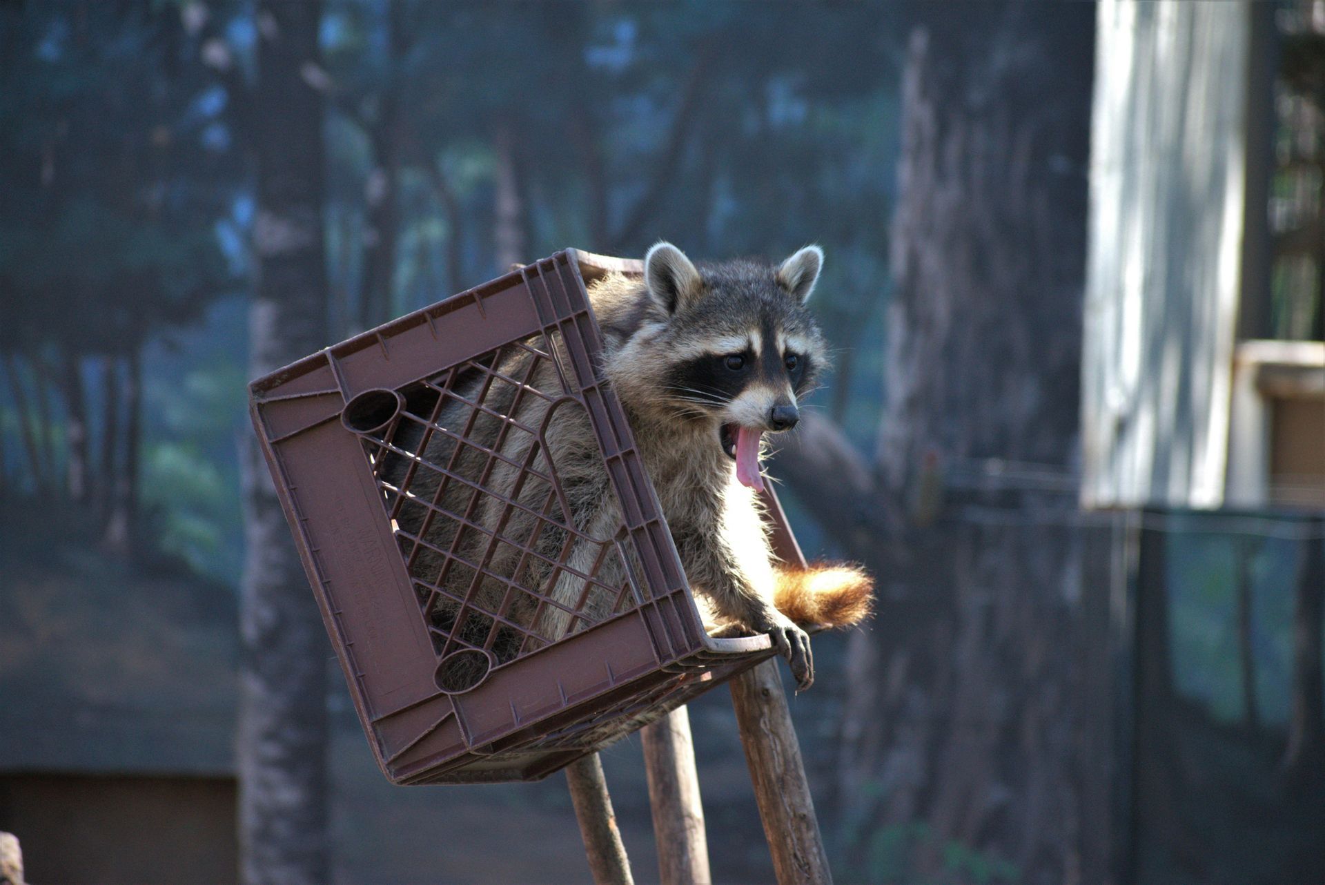 A raccoon with its mouth open sits in a brown plastic crate perched atop a wooden post in a wooded area.