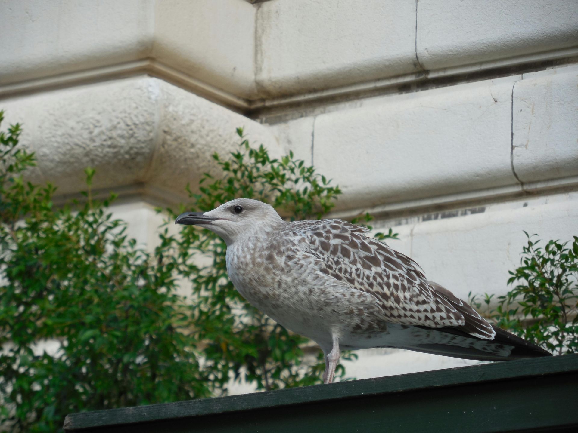 A young gull with mottled gray and brown plumage perched on a green ledge against a white stone wall.