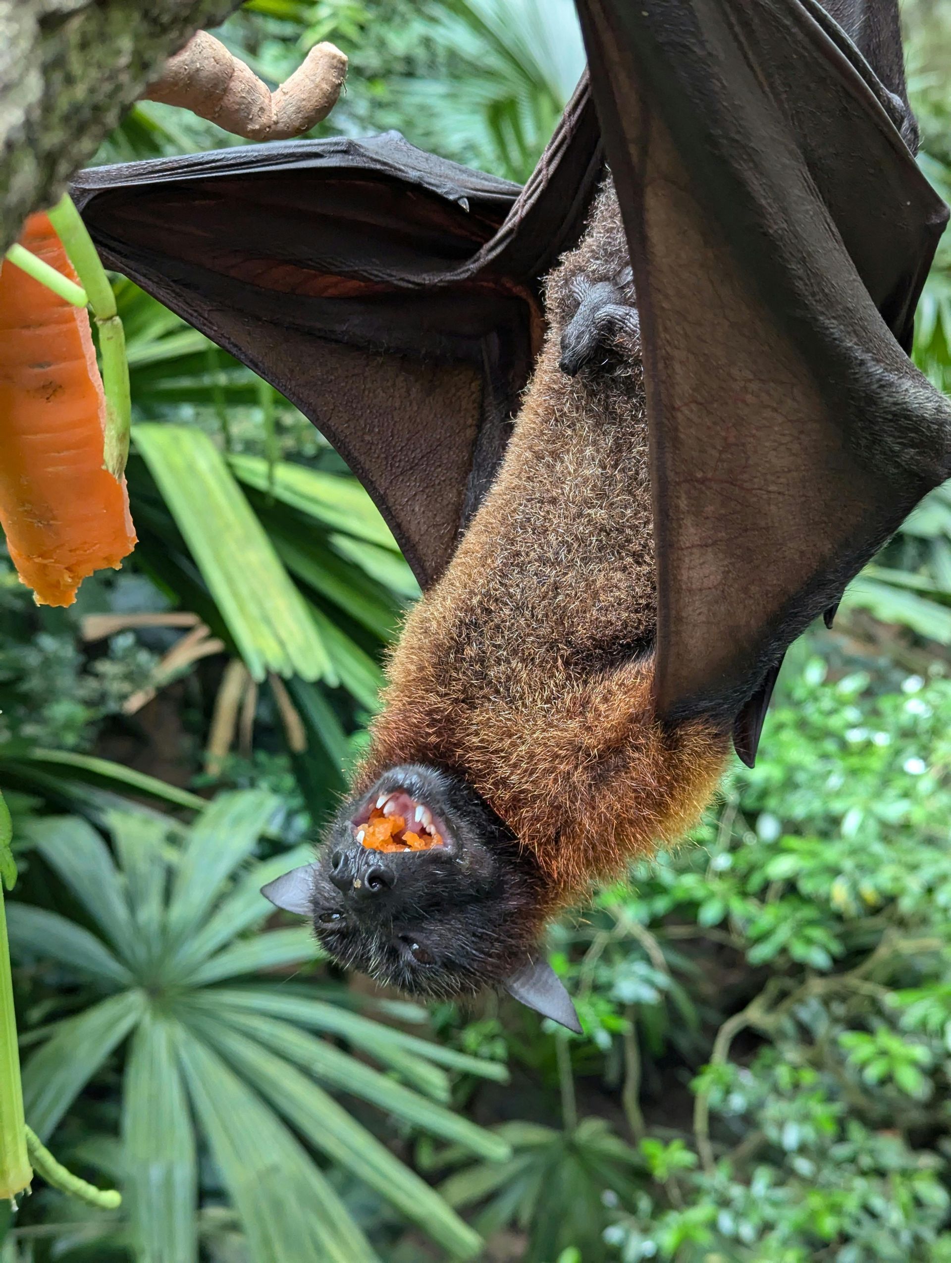 A fuzzy brown fruit bat hangs upside down from a branch, chewing on a piece of carrot in a lush, green forest setting.