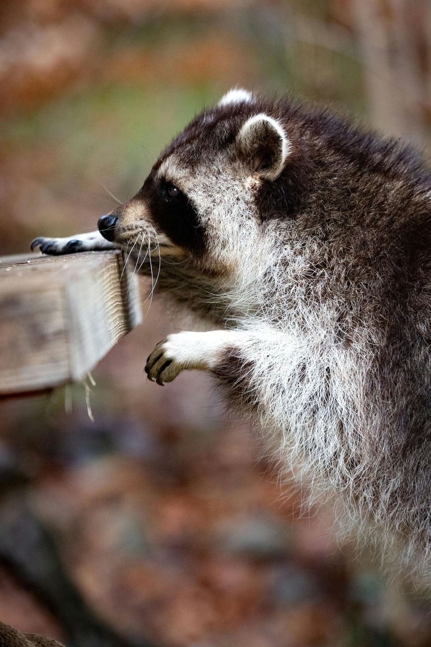 A profile view of a raccoon with black and grey fur reaching with its small paw toward the edge of a wooden platform.
