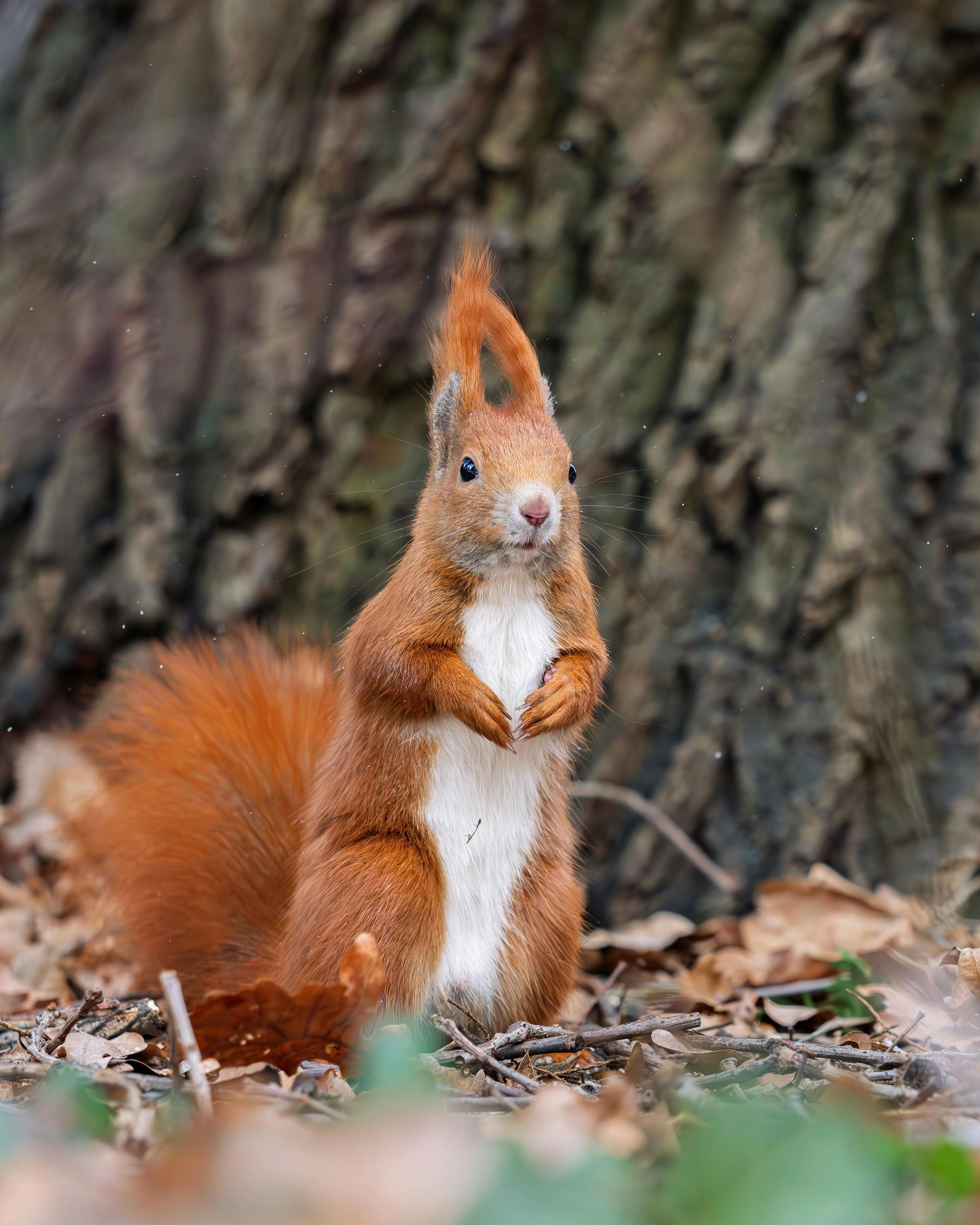 A red squirrel with tufted ears stands upright on a forest floor, with a tree trunk in the background.