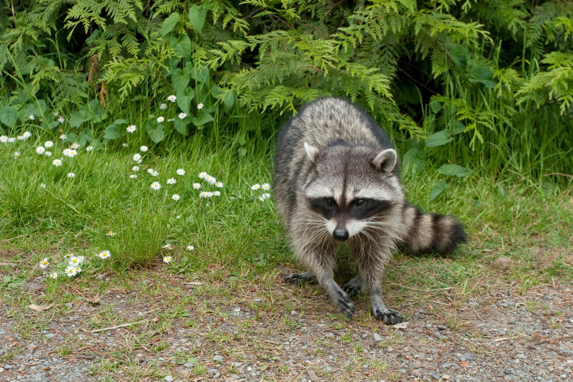 A raccoon walking on a gravel path near a patch of green grass and small white flowers.