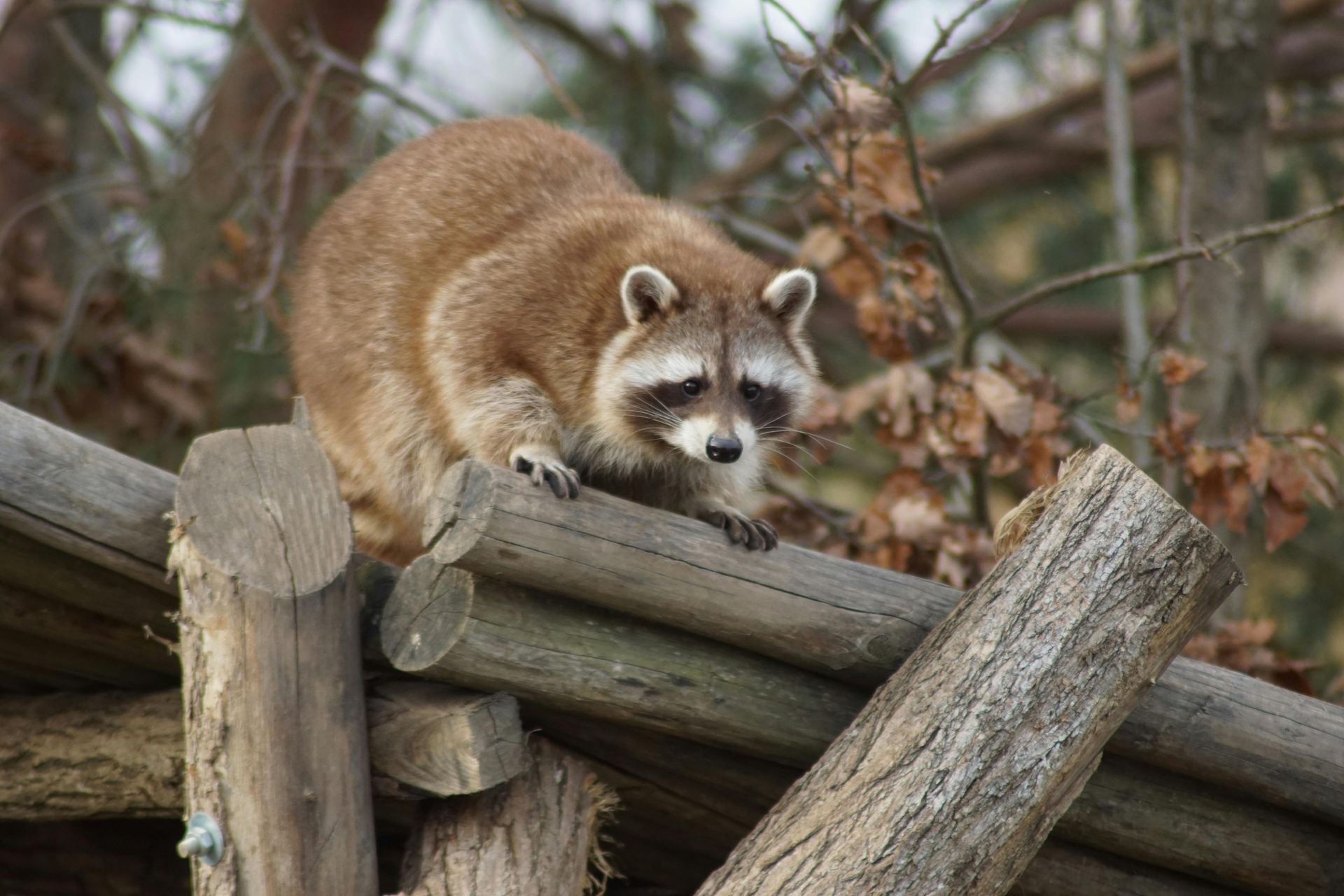 A brown raccoon with its signature black eye mask balances on a stack of wooden logs outdoors.