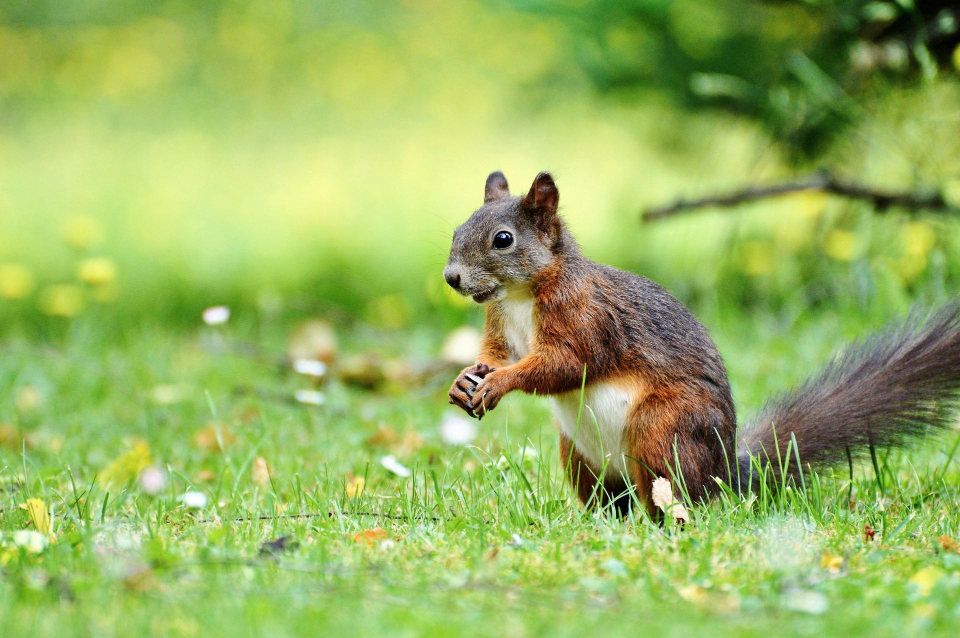 A brown and white squirrel stands upright in green grass, holding a small nut in its paws.