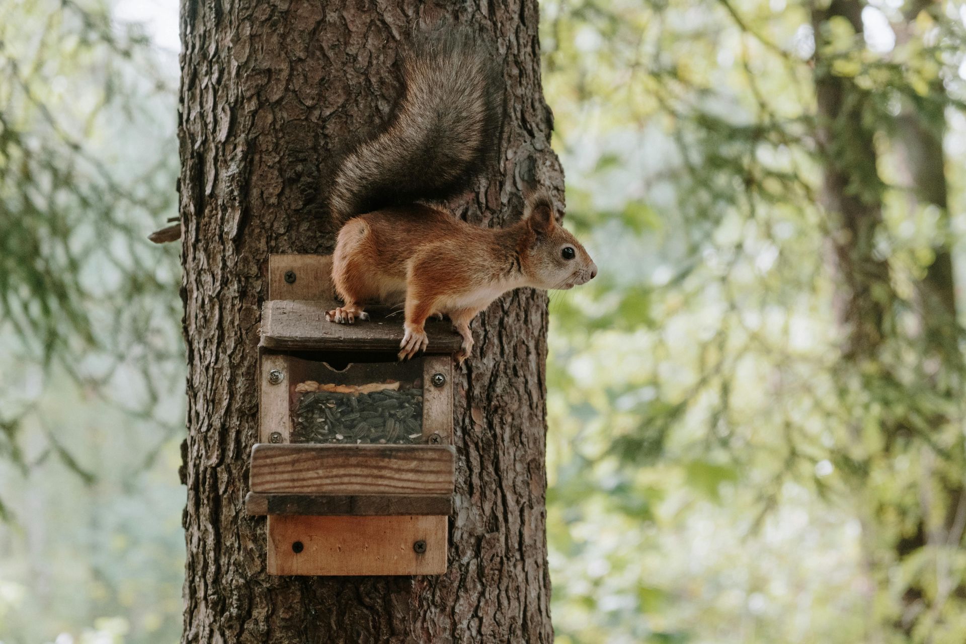 A reddish-brown squirrel perched on top of a wooden bird feeder attached to a tree trunk in a forest setting.