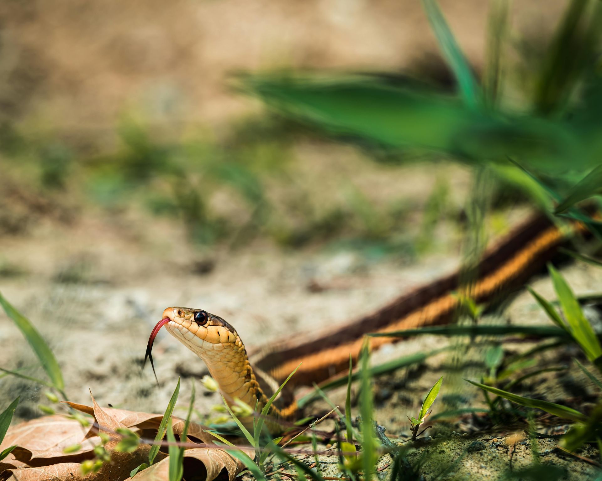 A garter snake with distinct longitudinal stripes flicks its forked tongue while moving through grass and sandy soil.