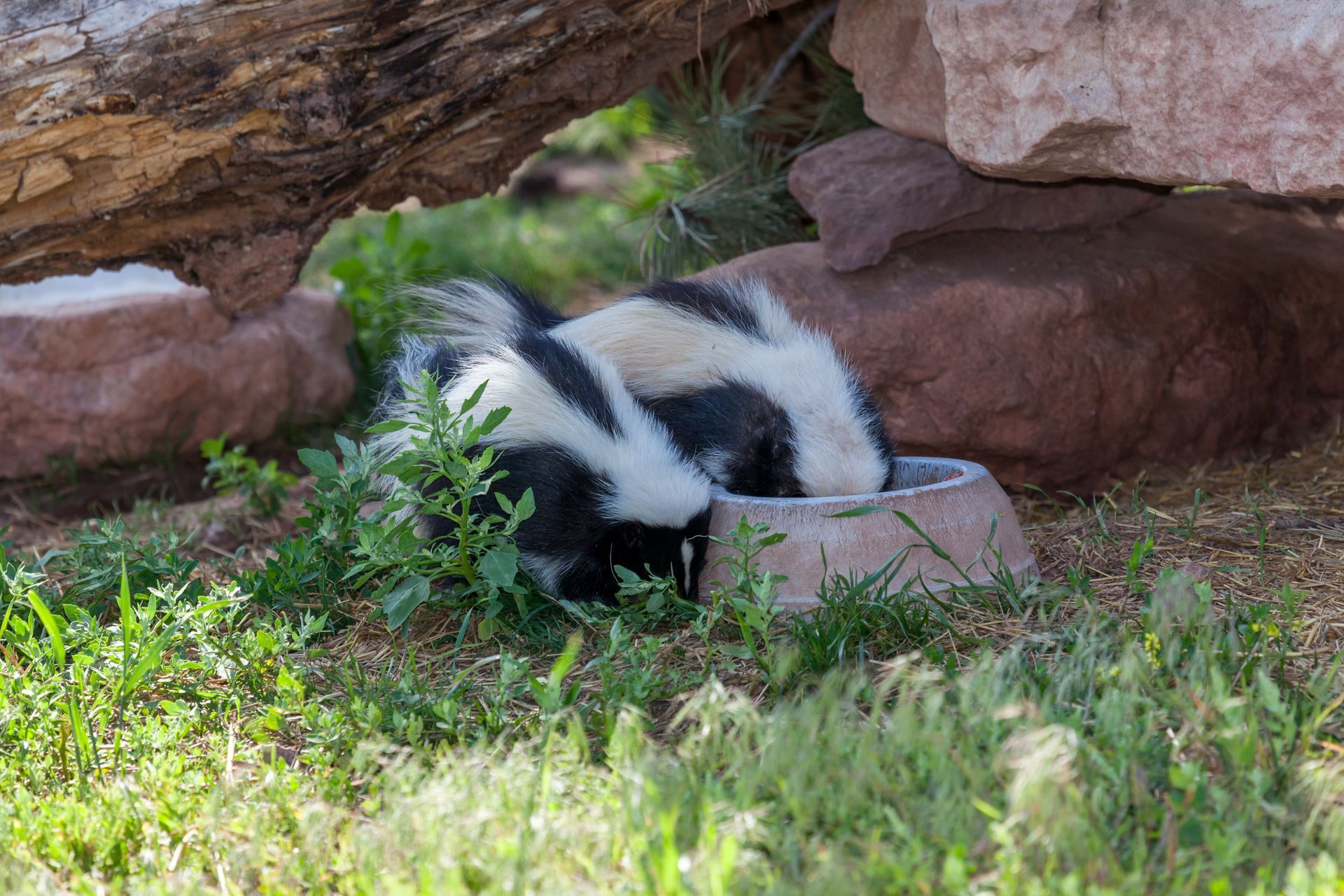 Two black and white skunks eat from a small bowl tucked under a rocky ledge in a grassy area.