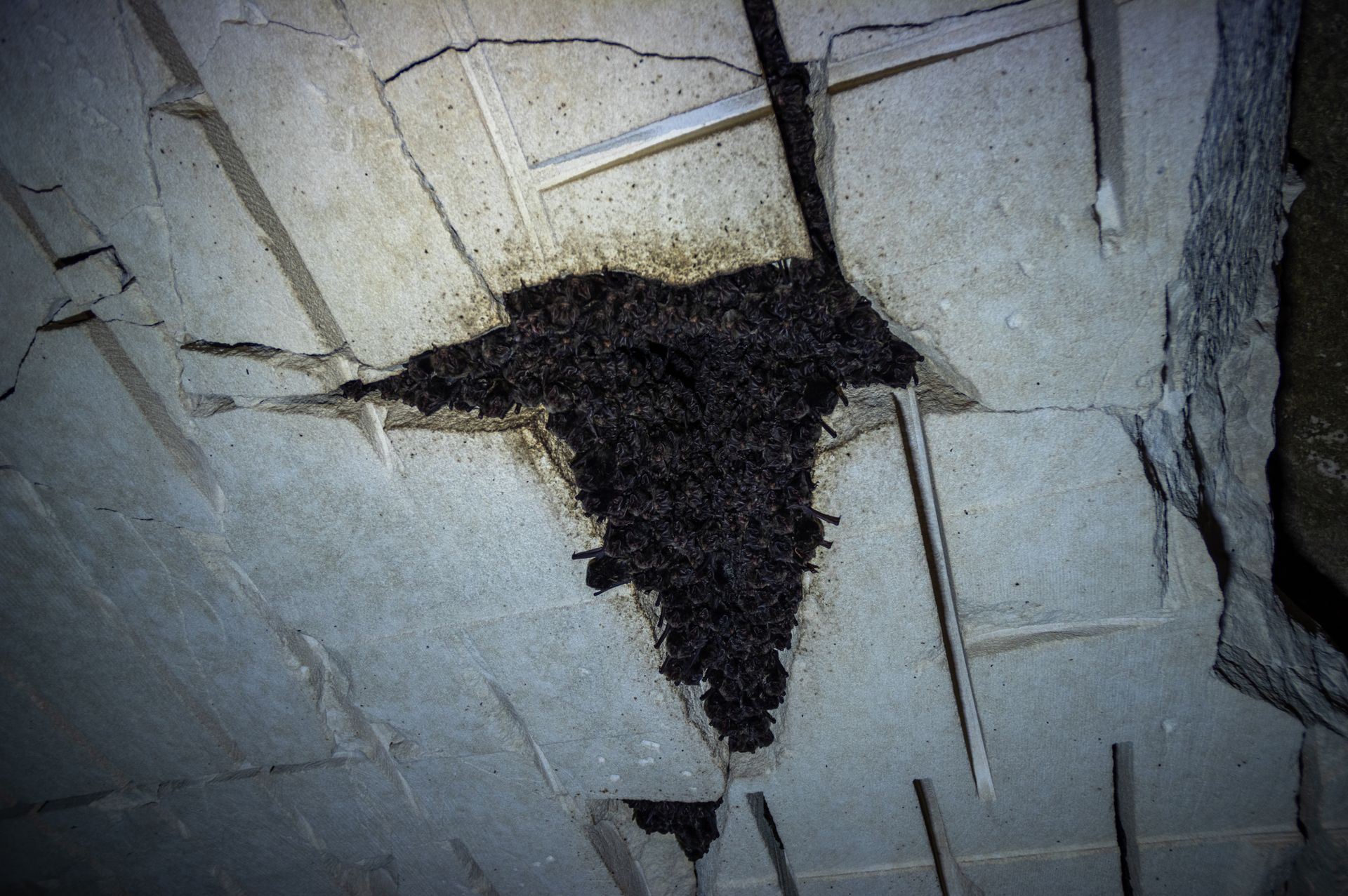 A dense cluster of dark bats hangs from a cracked concrete ceiling in a dark, cavernous space.