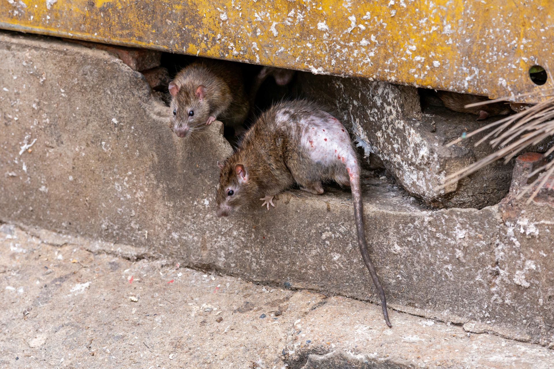 Two rats, one with hair loss on its back, emerge from beneath a yellow metal barrier onto a concrete ledge.