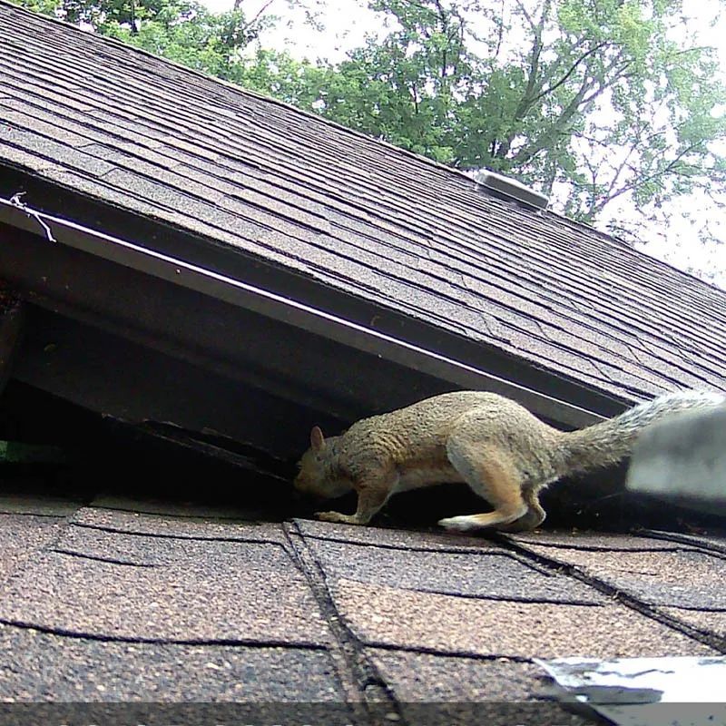 A light brown squirrel approaches an opening under the edge of a shingled residential roof.