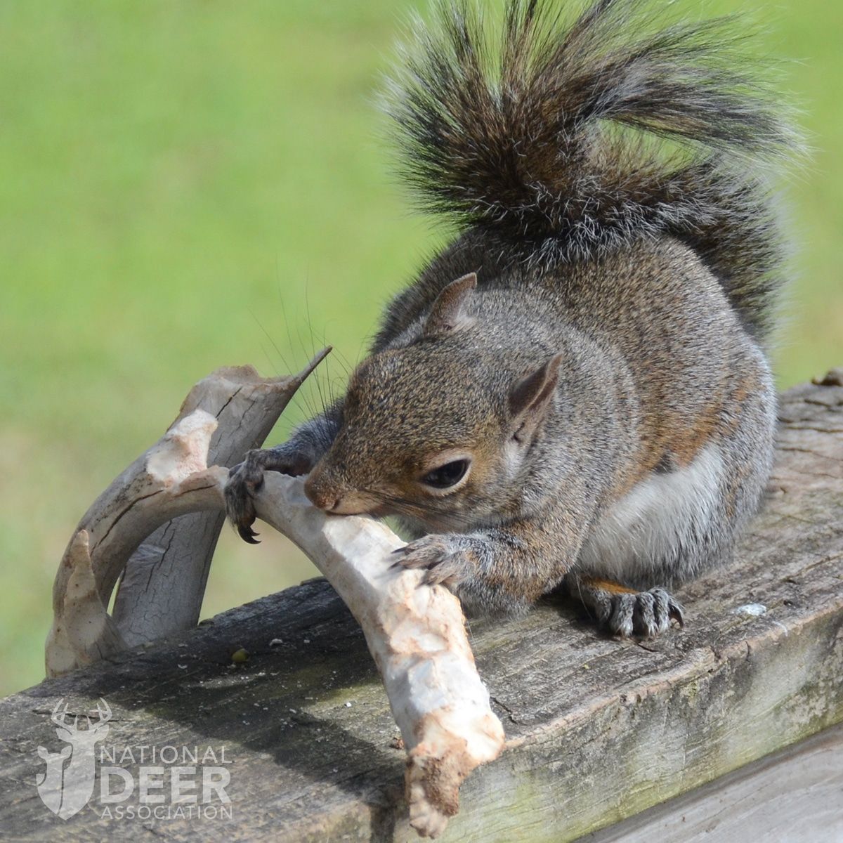 A gray squirrel sits on a wooden deck and gnaws on a deer antler.